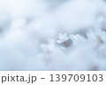 サクラ 139709103