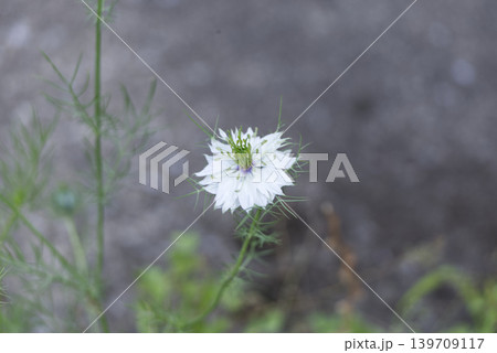 白いニゲラの花(クロタネソウ)と初夏のグリーン背景 白いニゲラの花(クロタネソウ)と初夏のグリーン背景 139709117