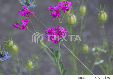 初夏に咲くムシトリナデシコとニゲラの花 初夏に咲くムシトリナデシコとニゲラの花 139709120