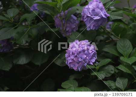 アジサイの花 アジサイの花 139709171