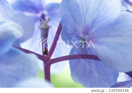 アジサイの花 アジサイの花 139709198