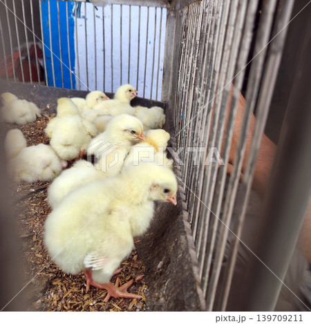 Group of yellow chicks in metal cage with person's hand visible. 139709211