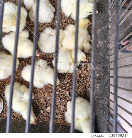 Newborn poultry chicks resting on bedding inside metal wire enclosure. Newborn poultry chicks resting on bedding inside metal wire enclosure. 139709214