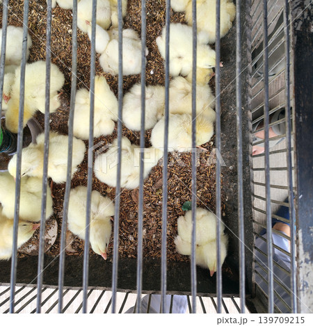 Overhead view of several yellow baby chickens inside wire transport cage. Overhead view of several yellow baby chickens inside wire transport cage. 139709215