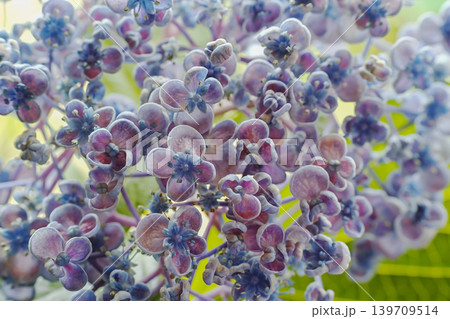アジサイの花・お多福 アジサイの花・お多福 139709514