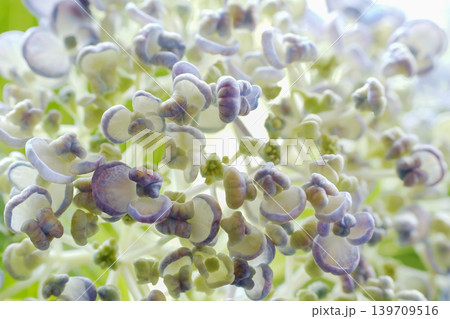アジサイの花・お多福 アジサイの花・お多福 139709516