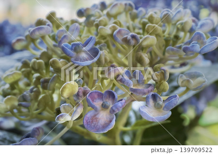 アジサイの花・お多福 アジサイの花・お多福 139709522