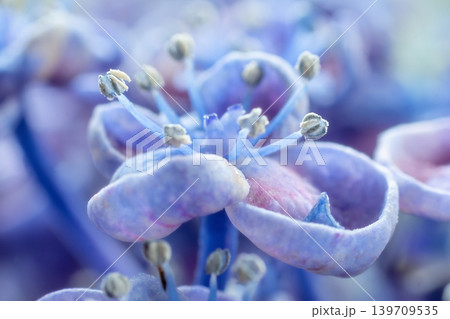 アジサイの花・お多福 アジサイの花・お多福 139709535