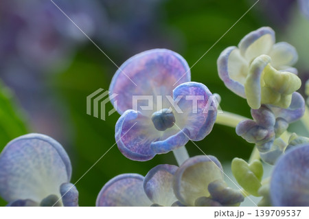 アジサイの花・お多福 アジサイの花・お多福 139709537
