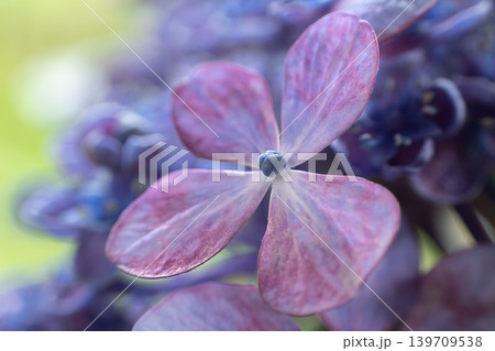 アジサイの花・お多福 アジサイの花・お多福 139709538