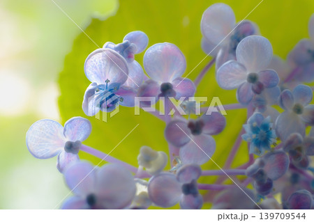 アジサイの花・お多福 139709544