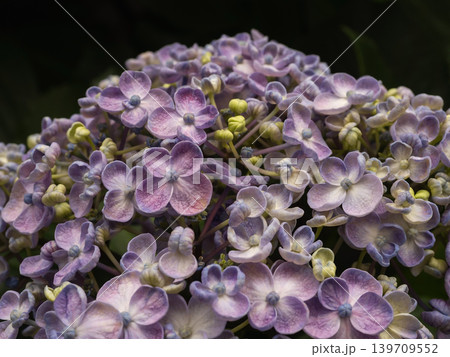 アジサイの花・お多福 アジサイの花・お多福 139709552