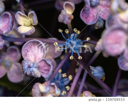 アジサイの花・お多福 アジサイの花・お多福 139709553