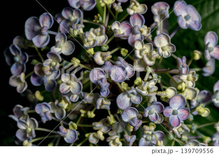 アジサイの花・お多福 アジサイの花・お多福 139709556