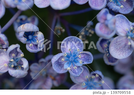 アジサイの花・お多福 139709558