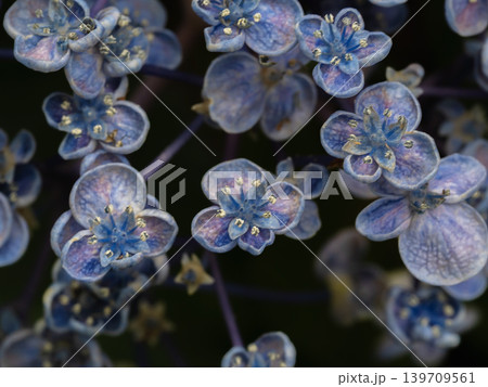 アジサイの花・お多福 アジサイの花・お多福 139709561