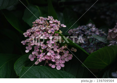 アジサイの花・お多福 アジサイの花・お多福 139709564