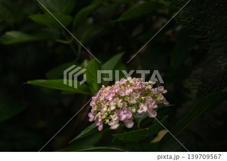 アジサイの花・お多福 アジサイの花・お多福 139709567
