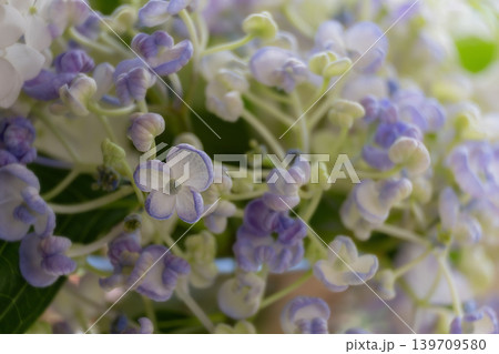 アジサイの花・お多福 アジサイの花・お多福 139709580