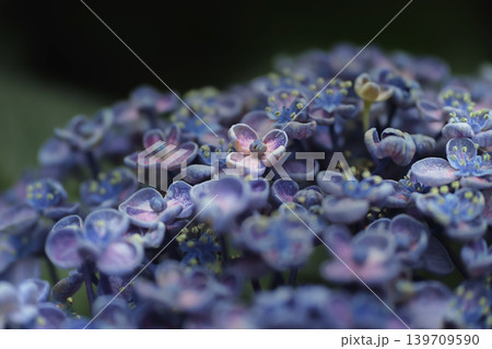 アジサイの花・お多福 アジサイの花・お多福 139709590