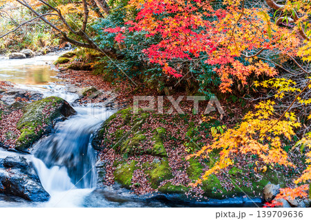 【日本の滝百選】龍頭・八重滝 紅葉と渓流15 島根県雲南市 【日本の滝百選】龍頭・八重滝 紅葉と渓流15 島根県雲南市 139709636