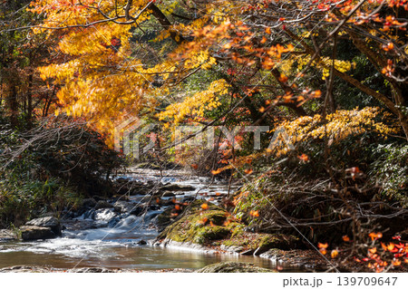 【日本の滝百選】龍頭・八重滝　紅葉と渓流5　島根県雲南市 139709647