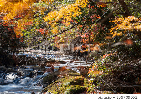 【日本の滝百選】龍頭・八重滝　紅葉と渓流10　島根県雲南市 139709652