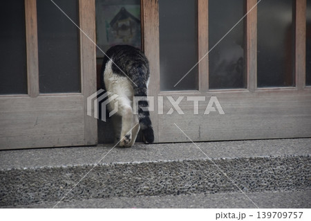 蔵前神社の境内で見かけた看板猫 139709757