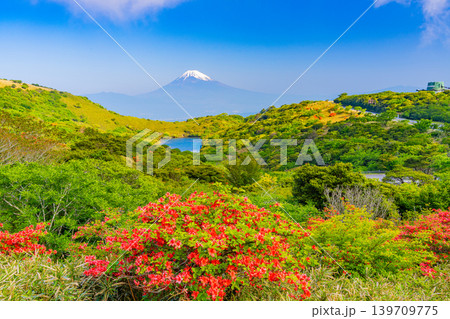 （静岡県）ツツジ咲く箱根玄岳から眺める、富士山 139709775