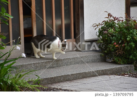 蔵前神社の境内で見かけた看板猫 蔵前神社の境内で見かけた看板猫 139709795