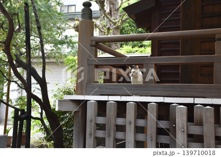 蔵前神社の木造社殿から顔を出す看板猫 139710018