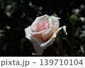 ピンクのバラ 139710104