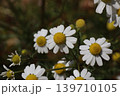 白い花 139710105