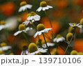 春の花壇に咲く白い花 139710106