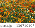 一面に咲き誇るポピー 139710107