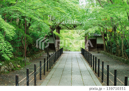 光明寺 新緑と薬医門 光明寺 新緑と薬医門 139710351