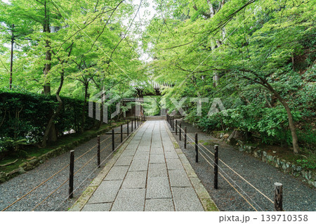 光明寺 新緑と薬医門 光明寺 新緑と薬医門 139710358