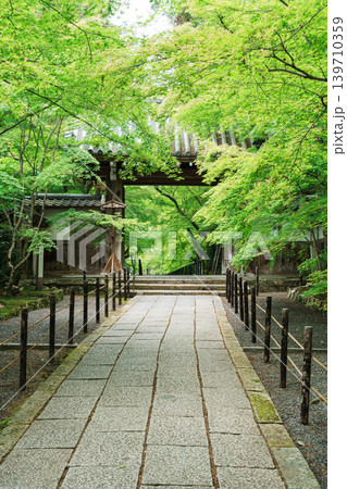 光明寺 新緑と薬医門 光明寺 新緑と薬医門 139710359
