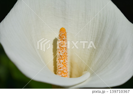 カラーの花をクローズアップ カラーの花をクローズアップ 139710367