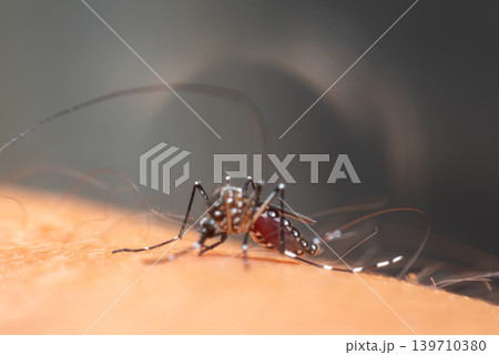 Macro closeup of mosquito feeding on human skin showing detailed insect anatomy disease vector blood sucking behavior Macro closeup of mosquito feeding on human skin showing detailed insect anatomy disease vector blood sucking behavior 139710380