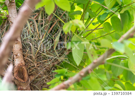 Scaly breasted munia resting inside woven nest among green leaves showing natural nesting behavior wildlife habitat 139710384