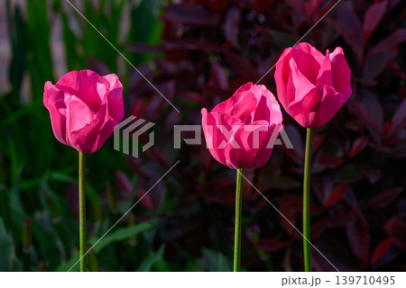 Three Pink Tulips Blooming in Spring Garden Three Pink Tulips Blooming in Spring Garden 139710495