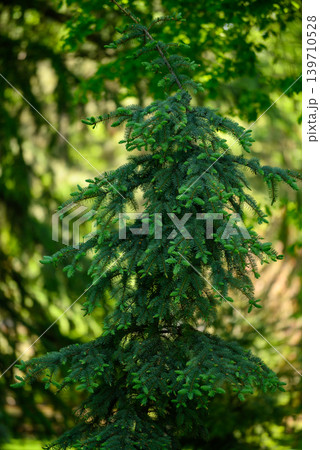 Young evergreen spruce in sunlit forest Young evergreen spruce in sunlit forest 139710528