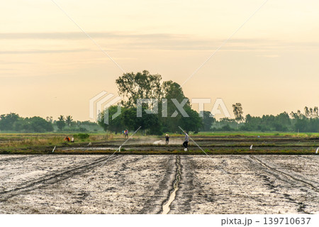 Farmers spreading fertilizer across rice paddies during early morning rural landscape traditional agricultural work Farmers spreading fertilizer across rice paddies during early morning rural landscape traditional agricultural work 139710637
