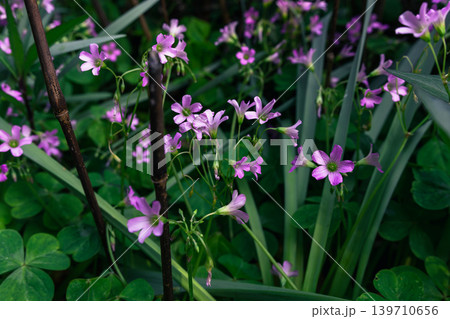 紫の花 139710656