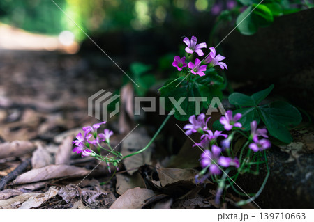 紫の花 139710663