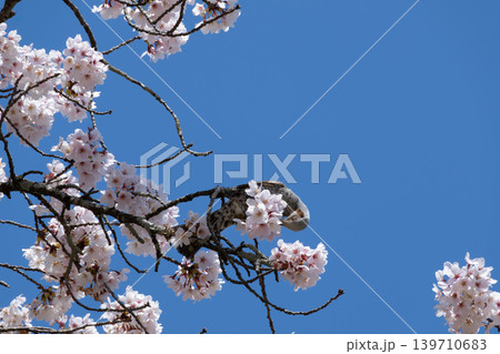 桜の花に近づくヒヨドリ 139710683