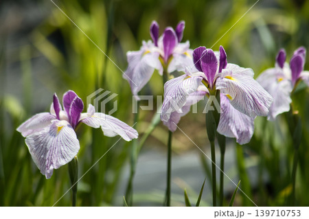 白い花菖蒲 白い花菖蒲 139710753