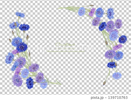 水彩で書いた矢車菊の水彩イラスト素材 水彩で書いた矢車菊の水彩イラスト素材 139710763