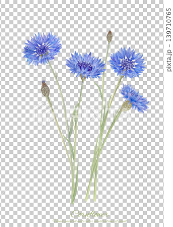 Watercolor illustration of cornflowers Watercolor illustration of cornflowers 139710765